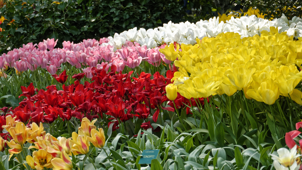 20140423 100657 Keukenhof Gardens, Lisse, South Holland, Netherlands